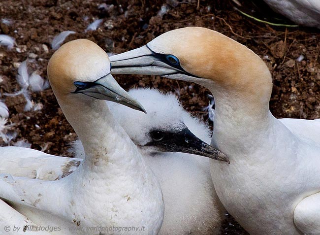 Gannet Family